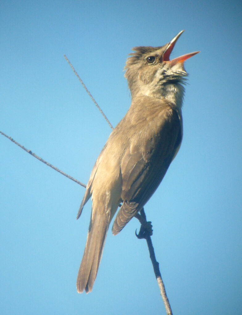 Great Reed Warbler male adult breeding, identification