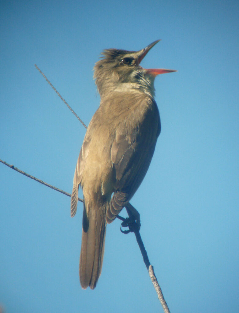 Great Reed Warbler male adult breeding, identification