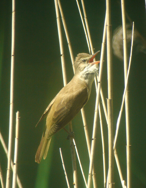 Great Reed Warbler male adult breeding, identification