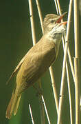 Great Reed Warbler