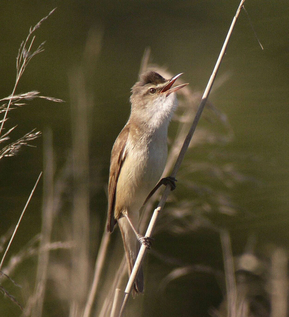 Rousserolle turdoïde mâle adulte nuptial, identification