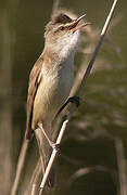 Great Reed Warbler