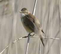 Great Reed Warbler