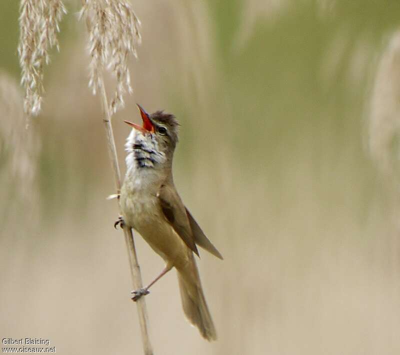 Great Reed Warbler male adult breeding, song, Behaviour
