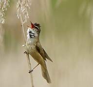 Great Reed Warbler