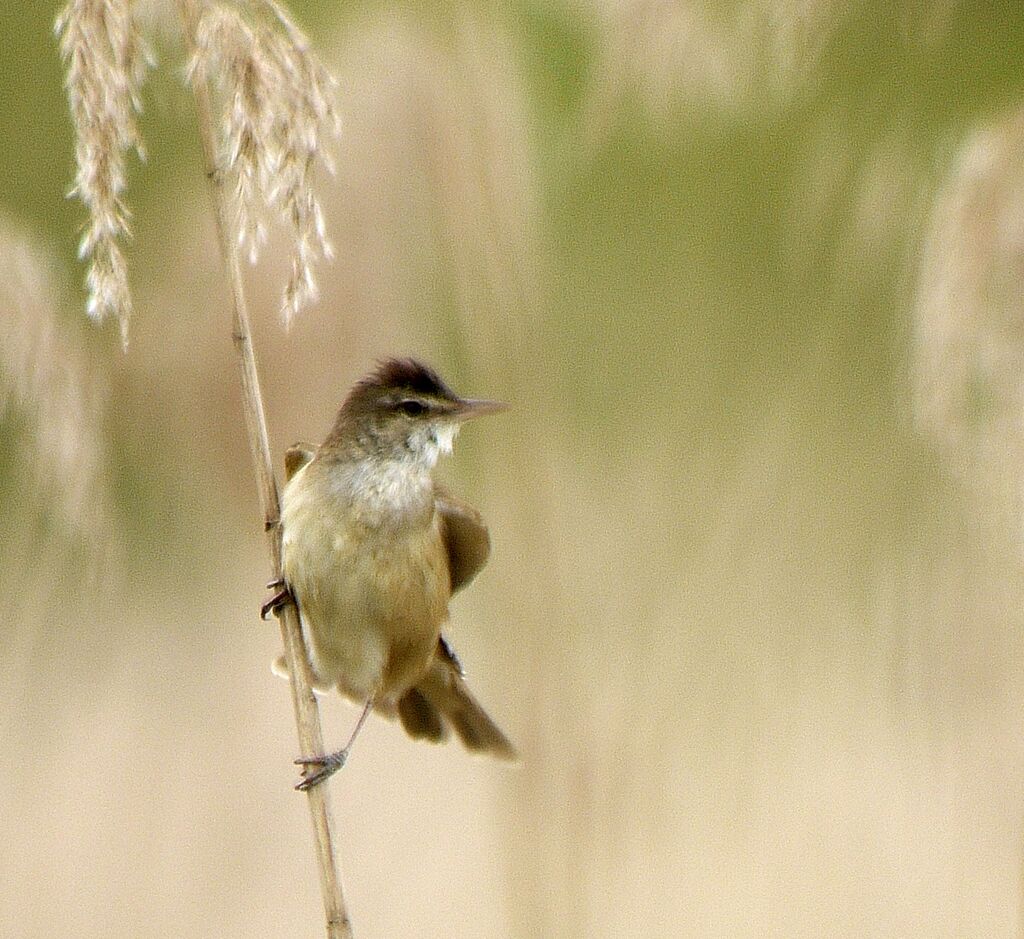 Great Reed Warbler male, identification