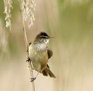 Great Reed Warbler