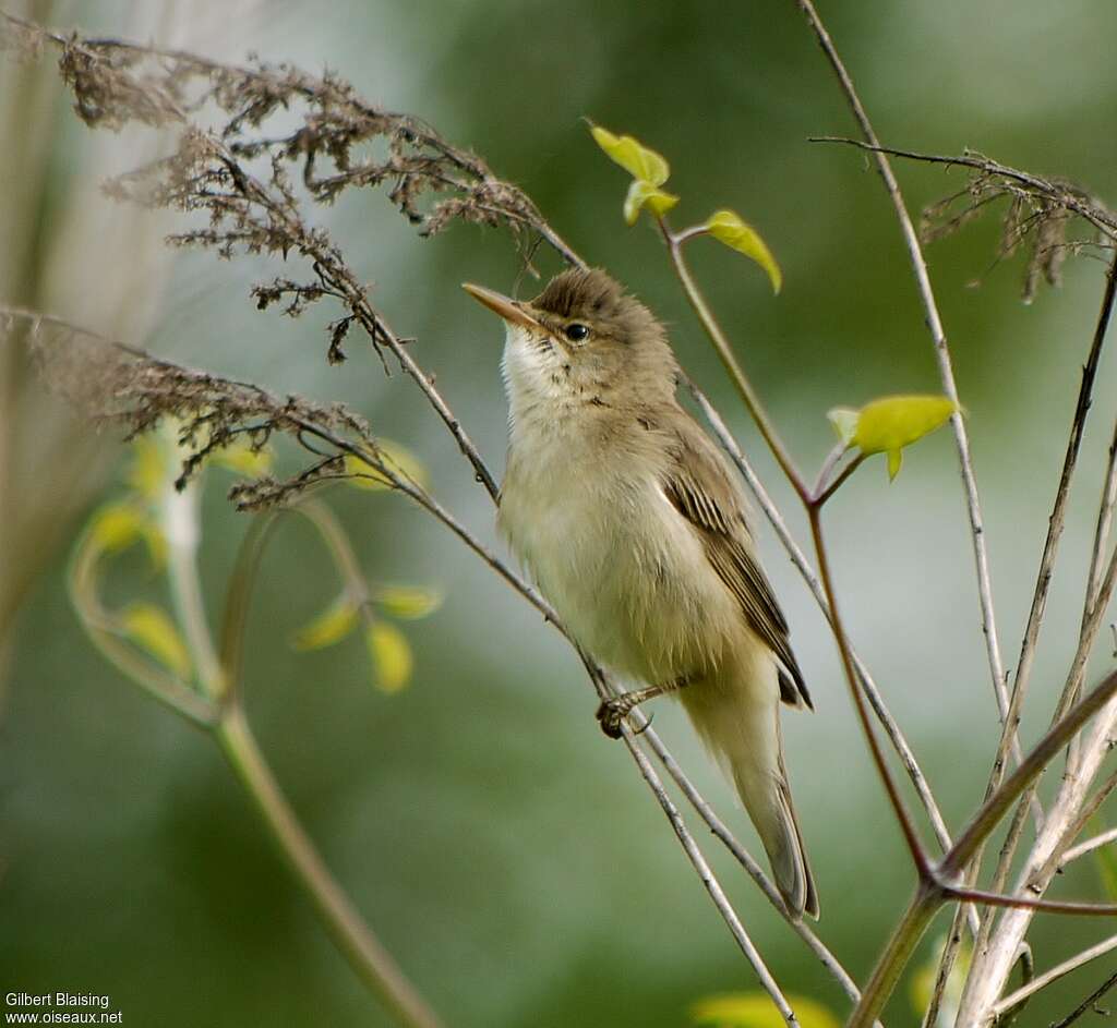 Rousserolle verderolle mâle adulte nuptial, habitat, pigmentation