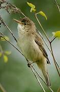 Marsh Warbler