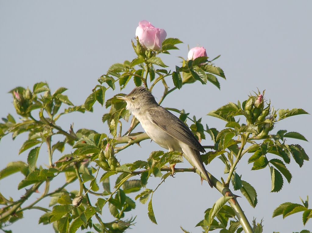 Rousserolle verderolle mâle adulte nuptial, identification