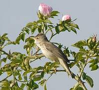 Marsh Warbler