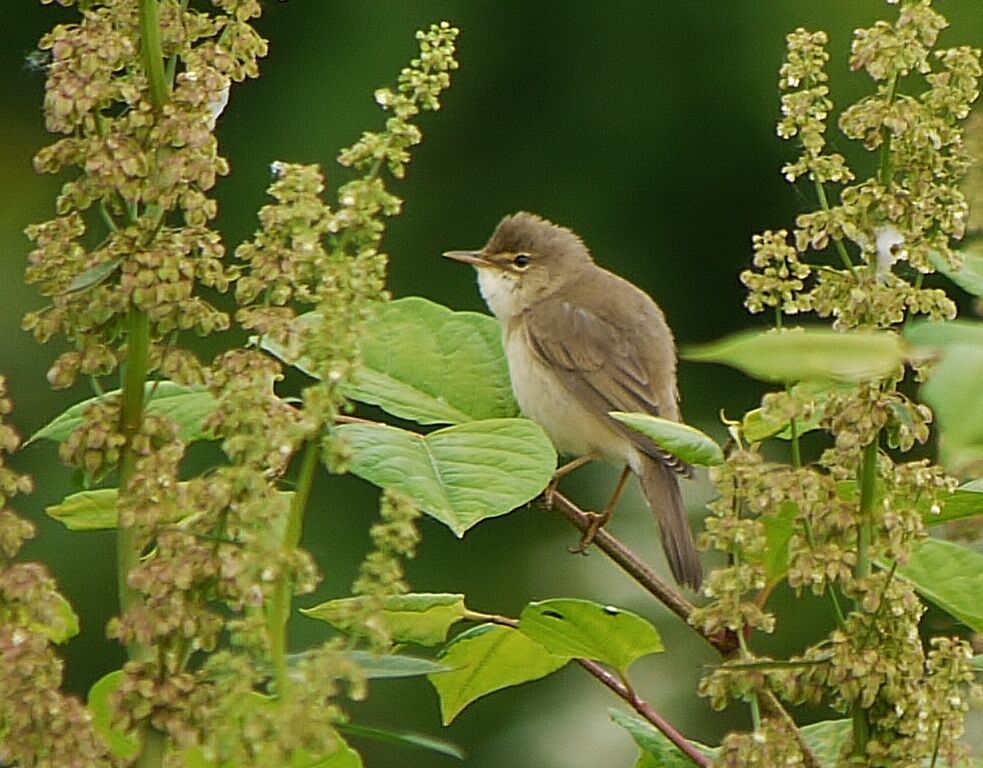 Marsh Warbler male adult breeding, identification