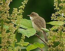 Marsh Warbler