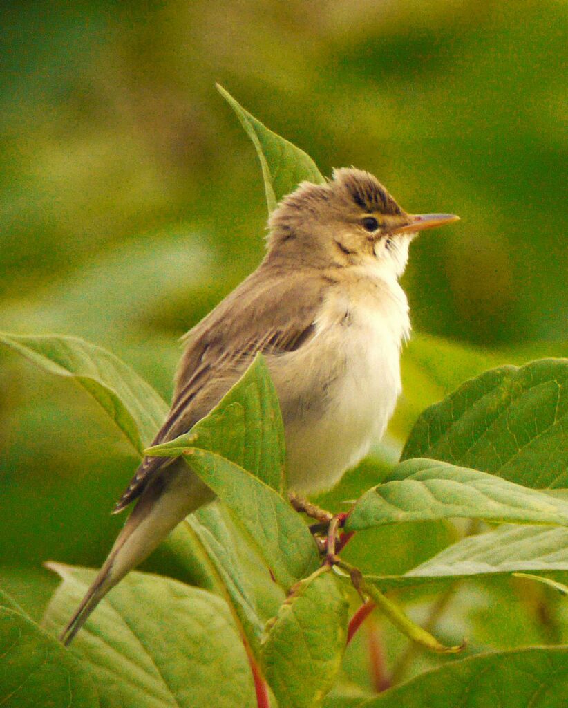 Rousserolle verderolle mâle adulte nuptial, identification