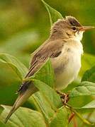 Marsh Warbler