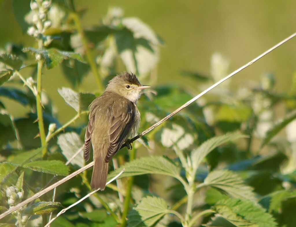 Marsh Warbler male adult breeding, identification