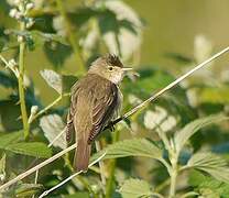 Marsh Warbler