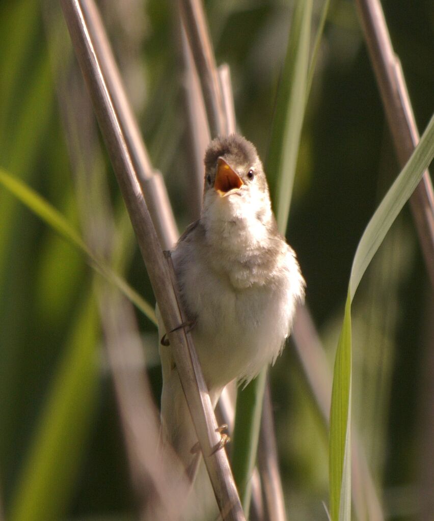 Rousserolle verderolle mâle adulte nuptial, identification