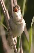 Marsh Warbler