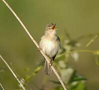 Marsh Warbler