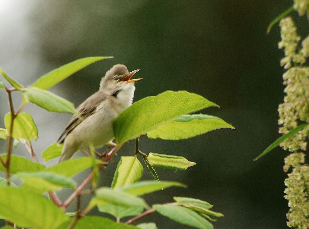 Marsh Warbler male adult breeding, identification