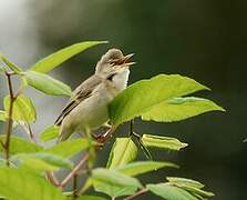 Marsh Warbler