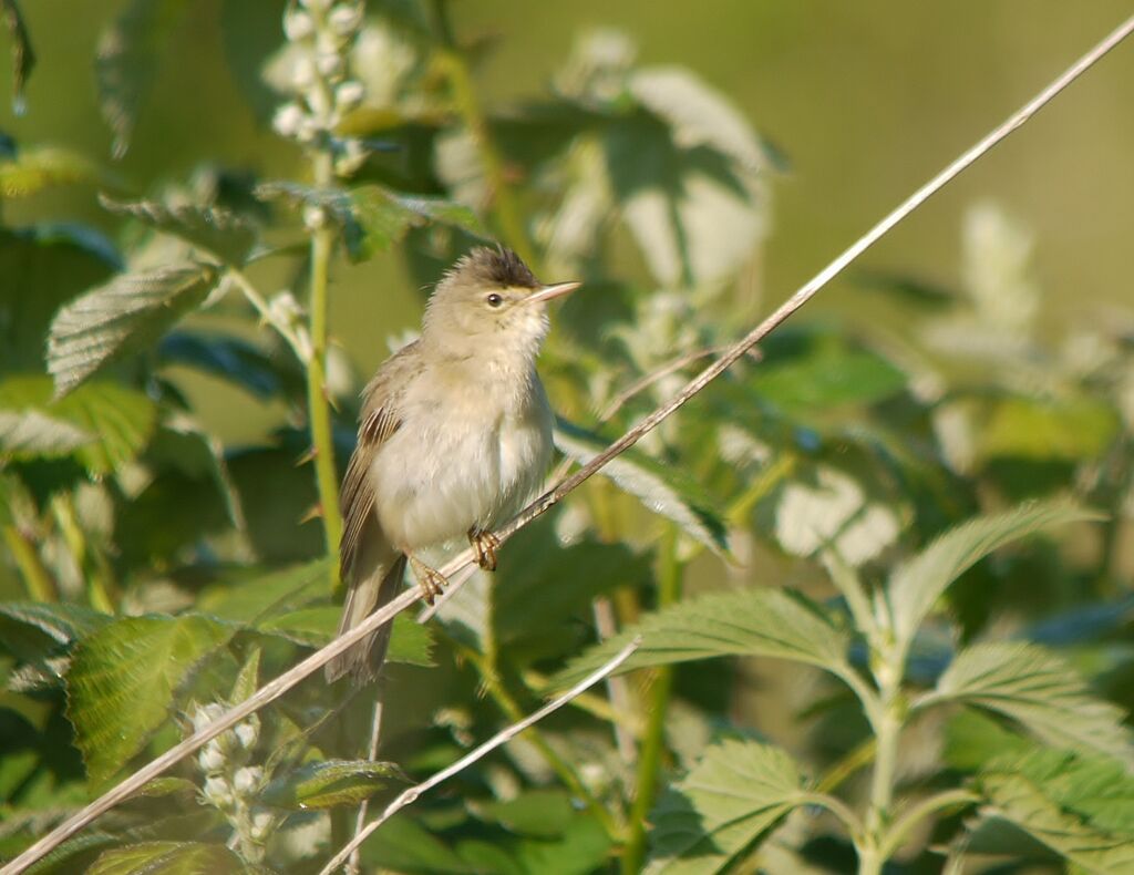 Rousserolle verderolle mâle adulte nuptial, identification