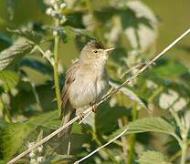 Marsh Warbler