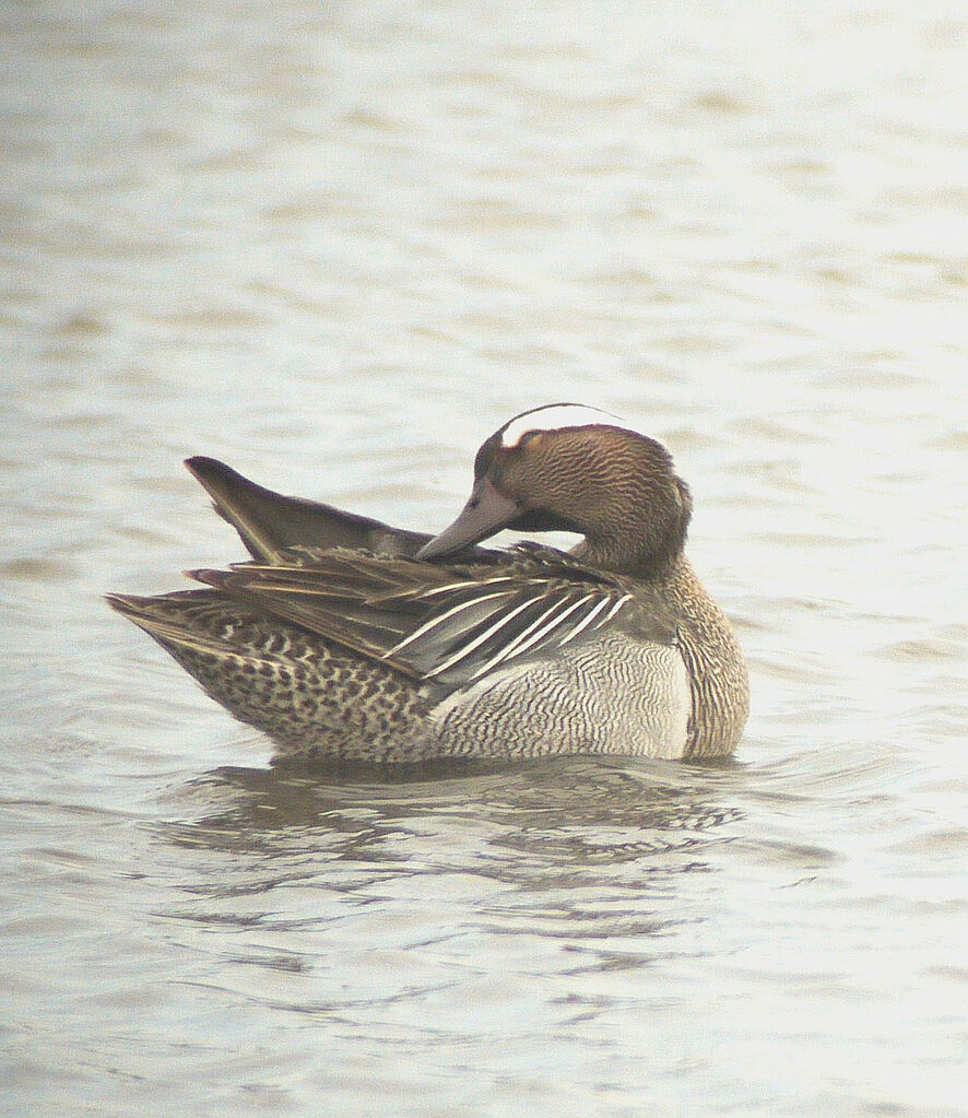 Garganey male adult breeding, identification