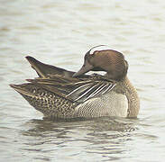 Garganey