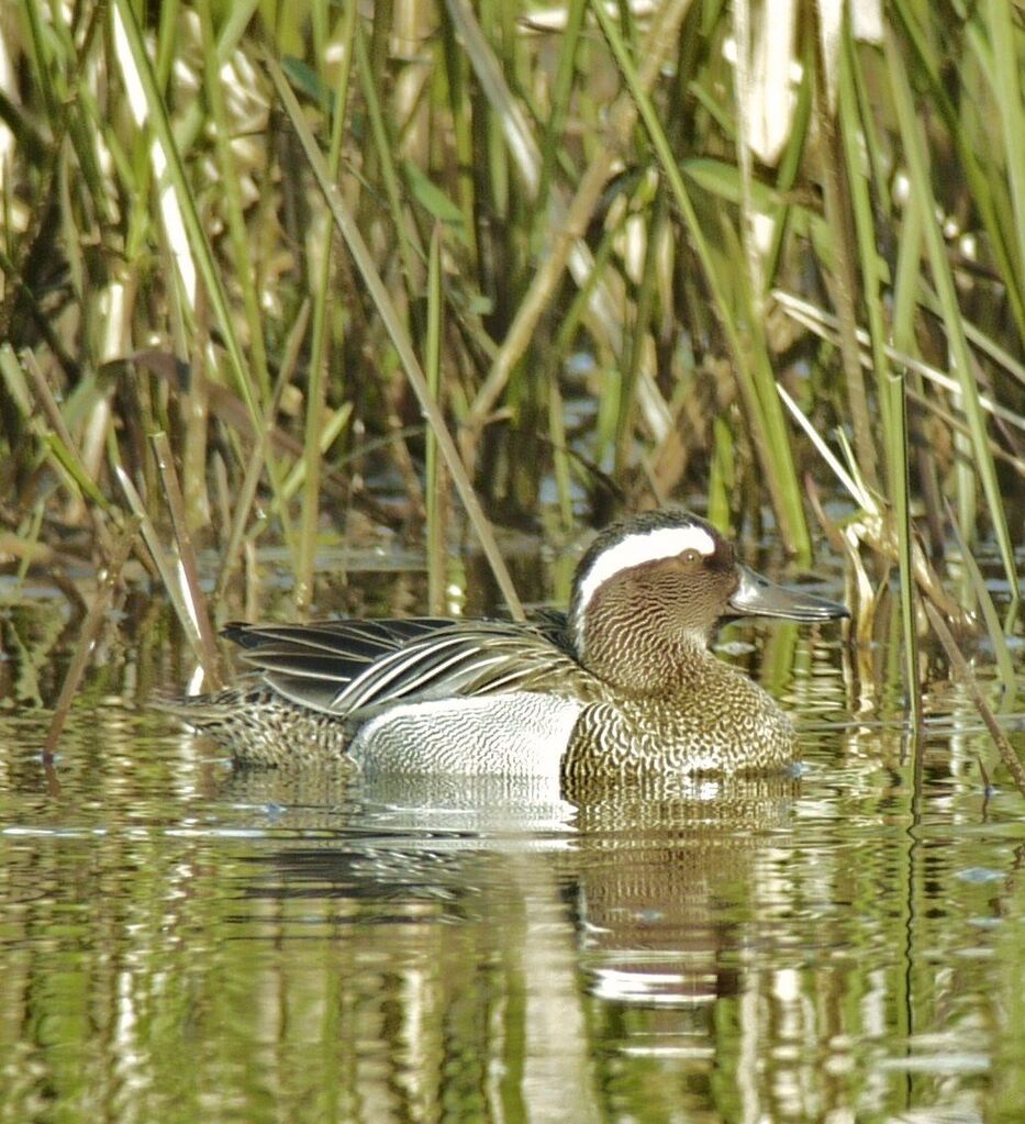 Sarcelle d'été