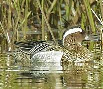 Garganey