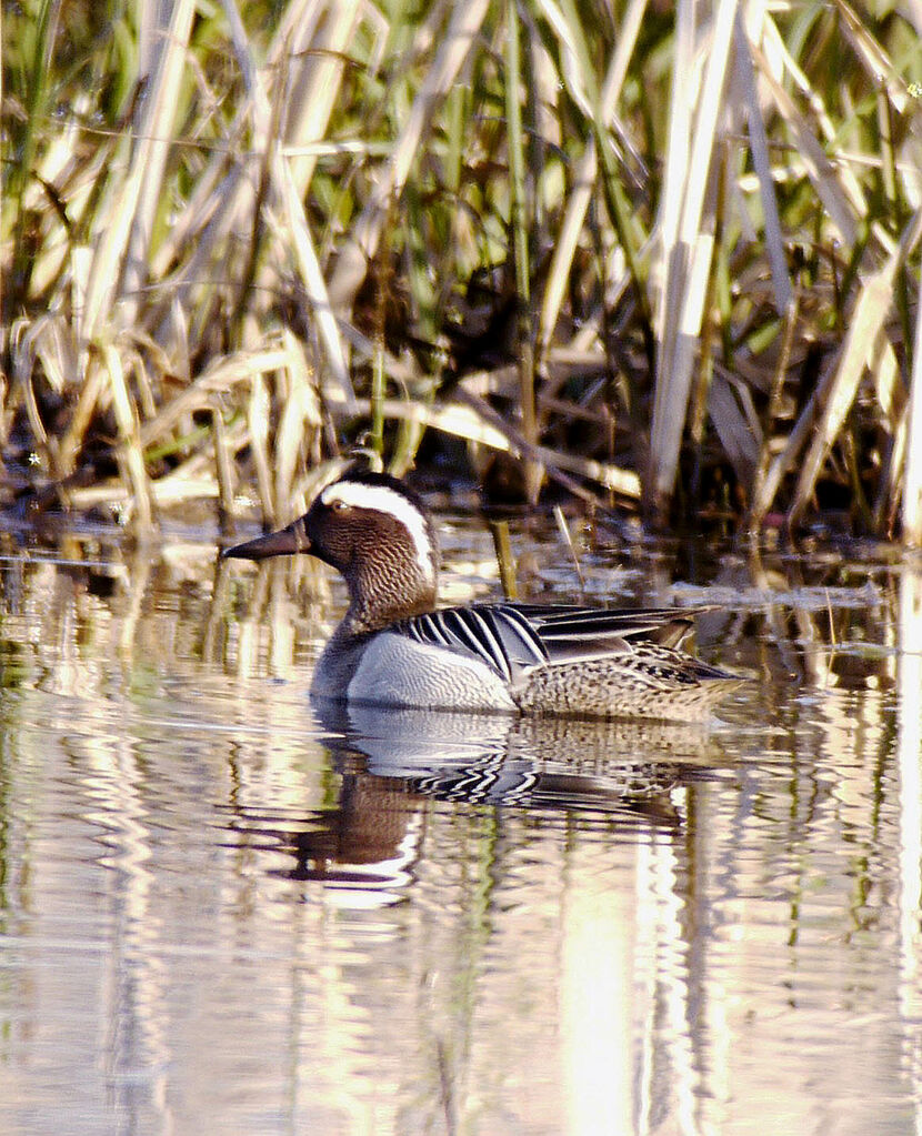 Sarcelle d'été mâle adulte nuptial, identification