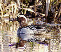 Garganey