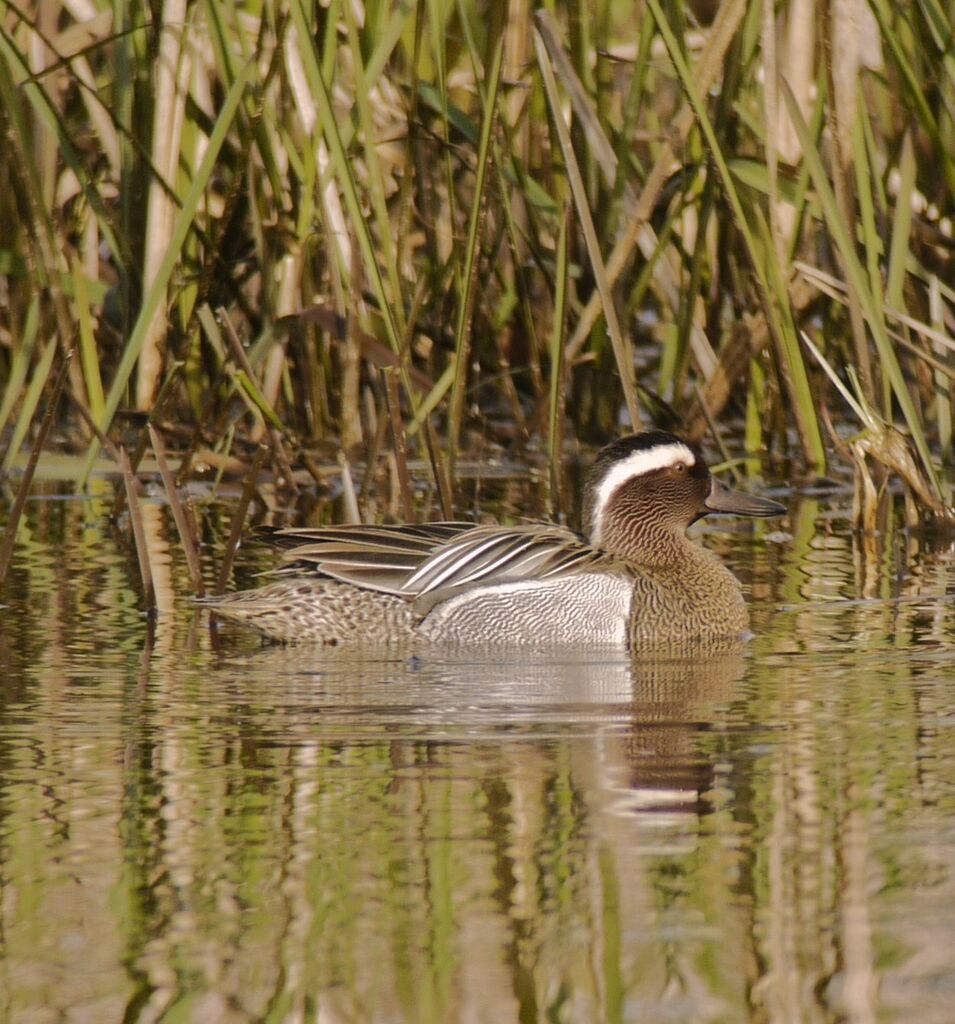 Garganey male adult breeding