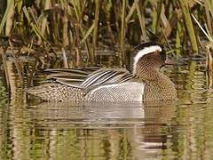 Garganey