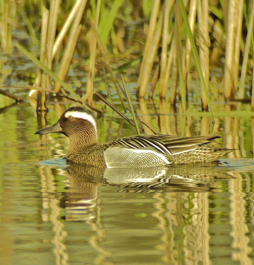 Garganey male adult breeding