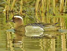 Garganey