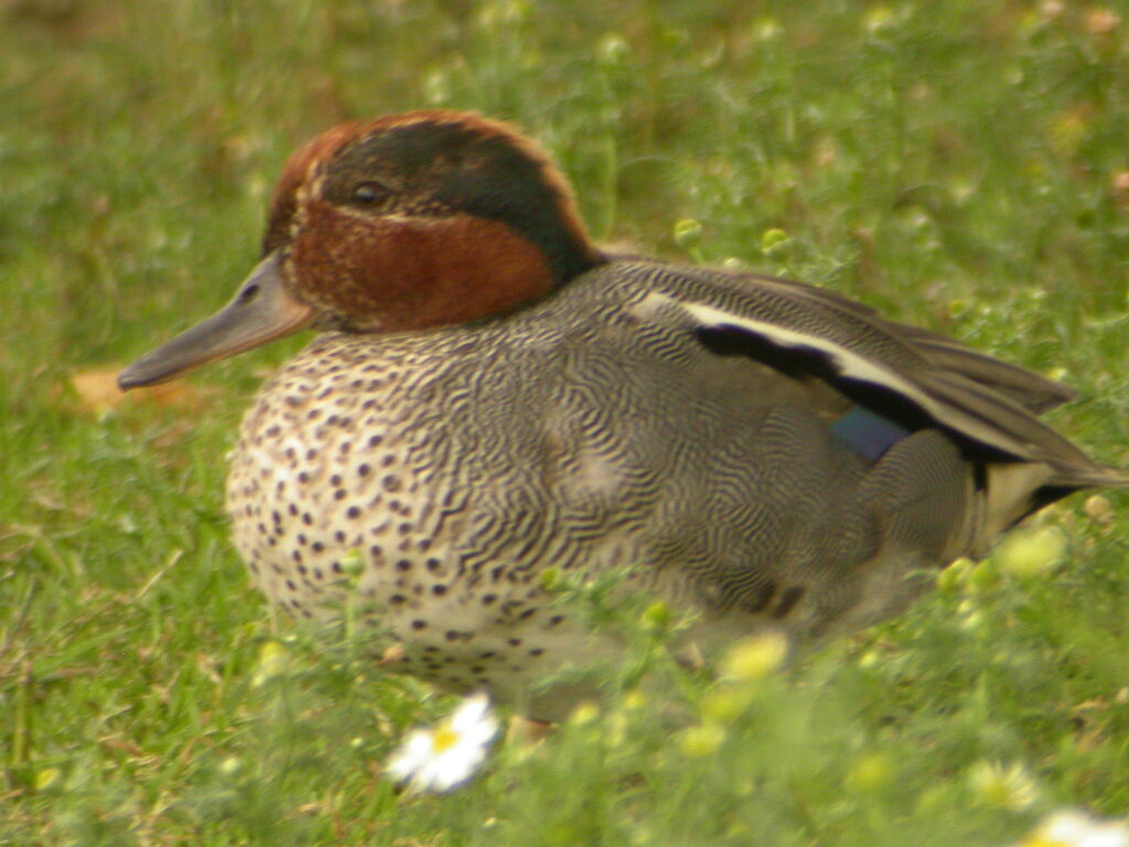 Eurasian Teal