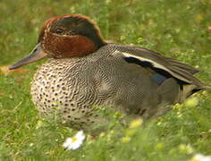 Eurasian Teal