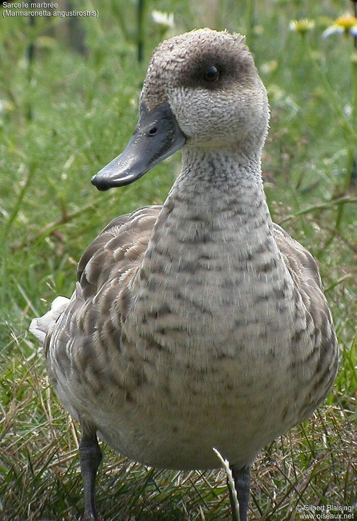 Marbled Duck