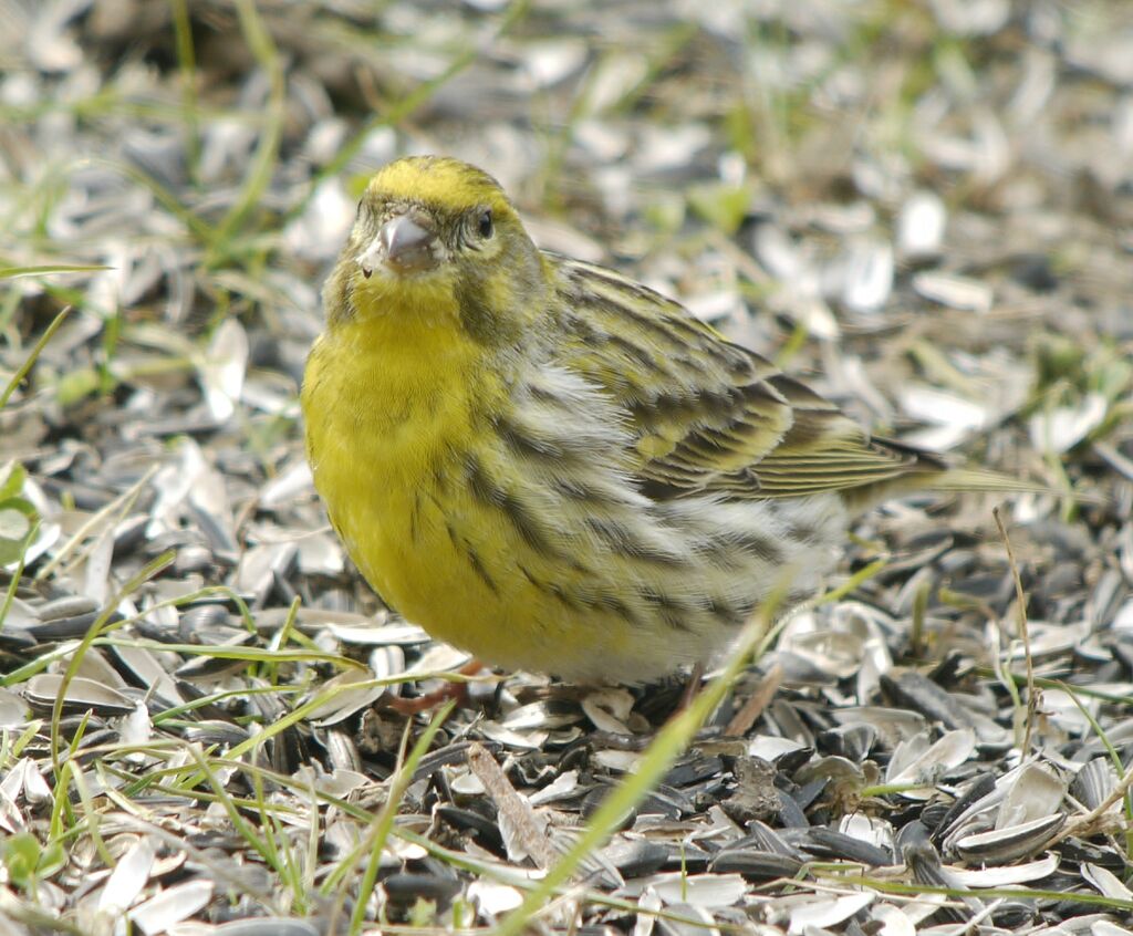 European Serin male adult breeding, identification