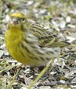 European Serin