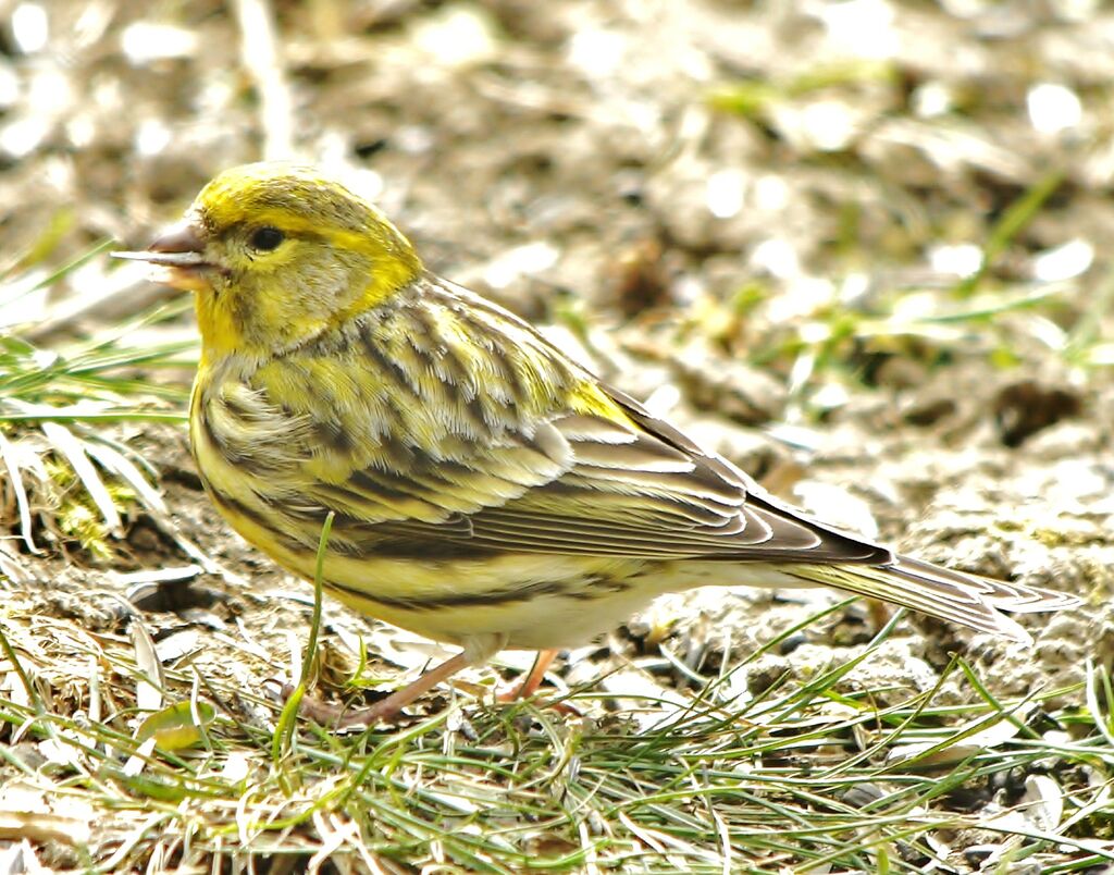 European Serin male adult post breeding, identification