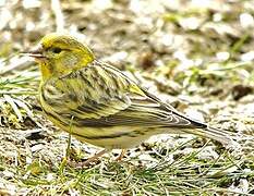 European Serin