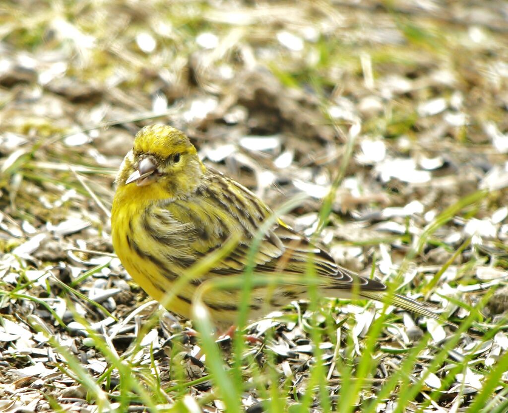 Serin cini mâle adulte internuptial, identification