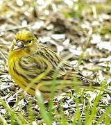 European Serin