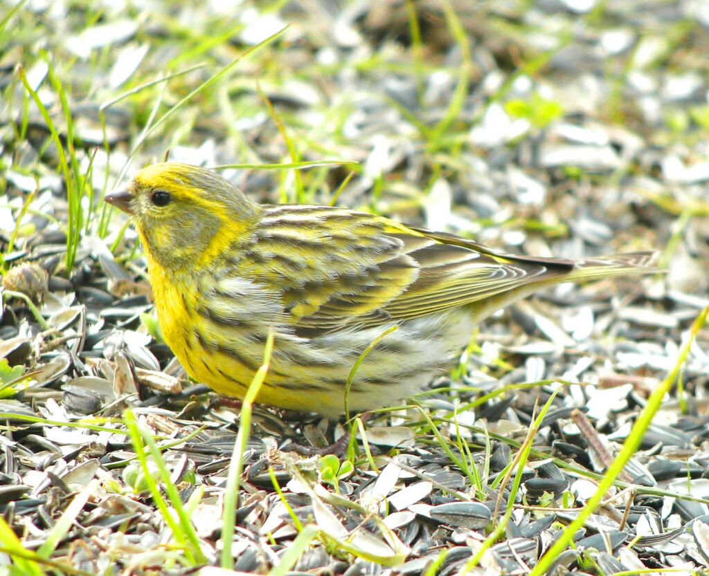 Serin cini mâle adulte nuptial, identification