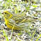 Serin cini