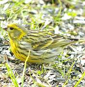 European Serin